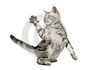 Siberian cat (12 weeks)