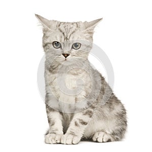 Siberian cat (12 weeks)