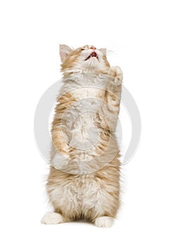 Siberian cat (12 weeks)