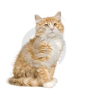 Siberian cat (12 weeks)