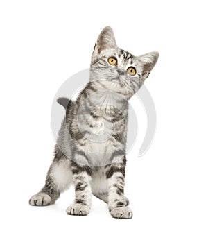 Siberian cat (12 weeks)