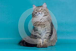 Siberian cat