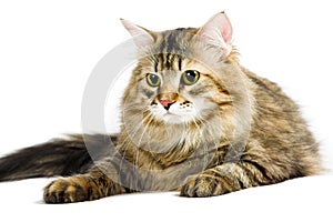 Siberian cat