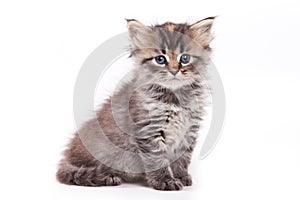 Siberian cat