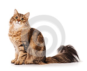 Siberian cat