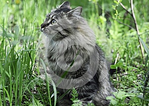 The Siberian cat