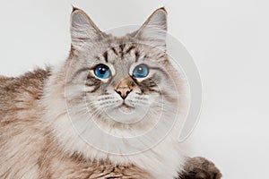 Siberian cat with beautiful blue eyes