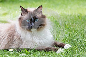 Siberian cat with blue eyes, relaxing at the garden lawn