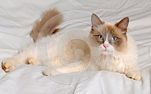 Siberian cat breeds Nevskaya-Masqueradnaja.