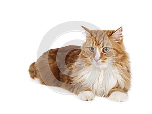 Siberian cat (Bukhara cat)