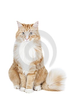 Siberian cat (Bukhara cat)