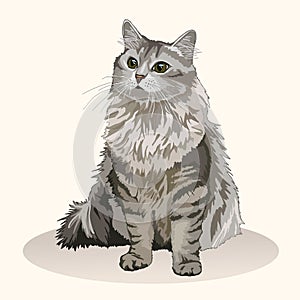 Siberian cat. Cat breed. Favorite pet. Lovely fluffy kitten with green eyes. Realistic vector illustration. photo