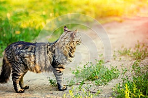A Siberian cat on a dirt road