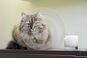 Siberian cat, female photo