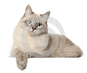 Siberian cat, in front of white background