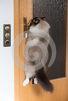 Siberian cat hang out at the door