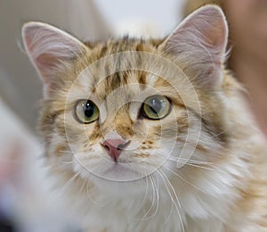 Siberian cat