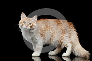 Siberian cat on isolated black background