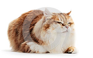 Siberian cat isolated on white background. Purebred