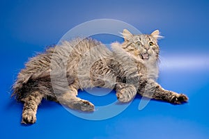 Siberian cat with let out claws