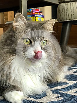 Siberian cat licking her chops