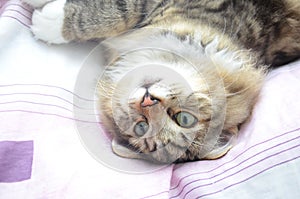 Siberian cat is lounging on the bed