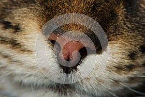 Siberian cat nose super closeup macro