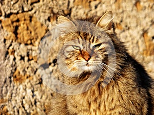 Siberian cat red orange camouflage