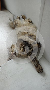 Siberian cat rests on the floor in a white room photo