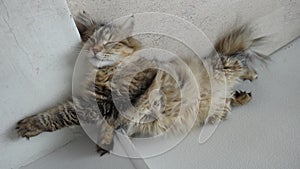 Siberian cat rests on the floor in a white room photo