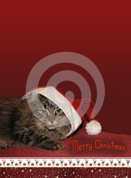 Siberian cat with saint nicholas cap, christmassy border, card d