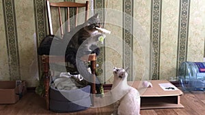 Siberian cat sits on the chair and bites the toy while a Thai cat is watching from the floor