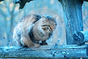 Siberian cat sitting on a fence