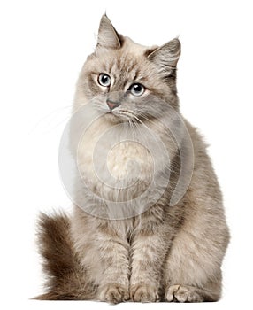 Siberian cat, sitting in front of white background