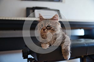 Siberian cat sitting on top of the piano chair. Siberian kitten. Hypoallergenic cat.