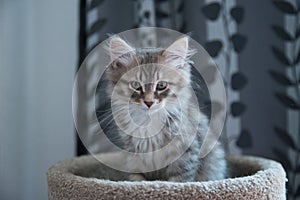 Siberian cat on top of his scratching post with a nice look. puppy cat