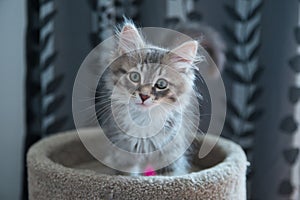 Siberian cat on top of his scratching post with a nice look. Puppy cat