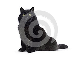 Siberian cat on white background