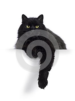 Siberian cat on white background