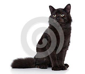 Siberian cat on a white background