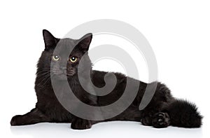 Siberian cat on a white background photo