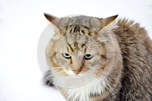 Siberian cat on a white background, black tabby white