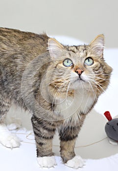 Siberian cat on a white background, black tabby white