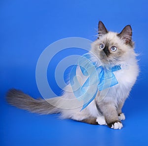 Siberian cats with blue ribbon.