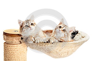 Siberian cats, two kitten from same litter lying in their den.