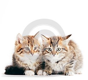 Siberian cats, two kittens from same litter isolated on white