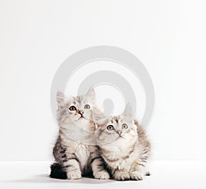 Siberian cats, two kittens from same litter isolated on white