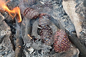 Siberian cedar cones burn in the fire