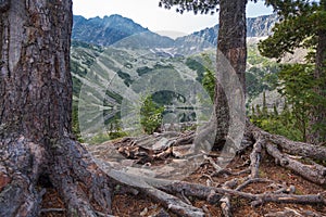 Siberian cedars on the shore of a beautiful mountain lake