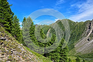 Siberian cedars on steep hillside in mountains